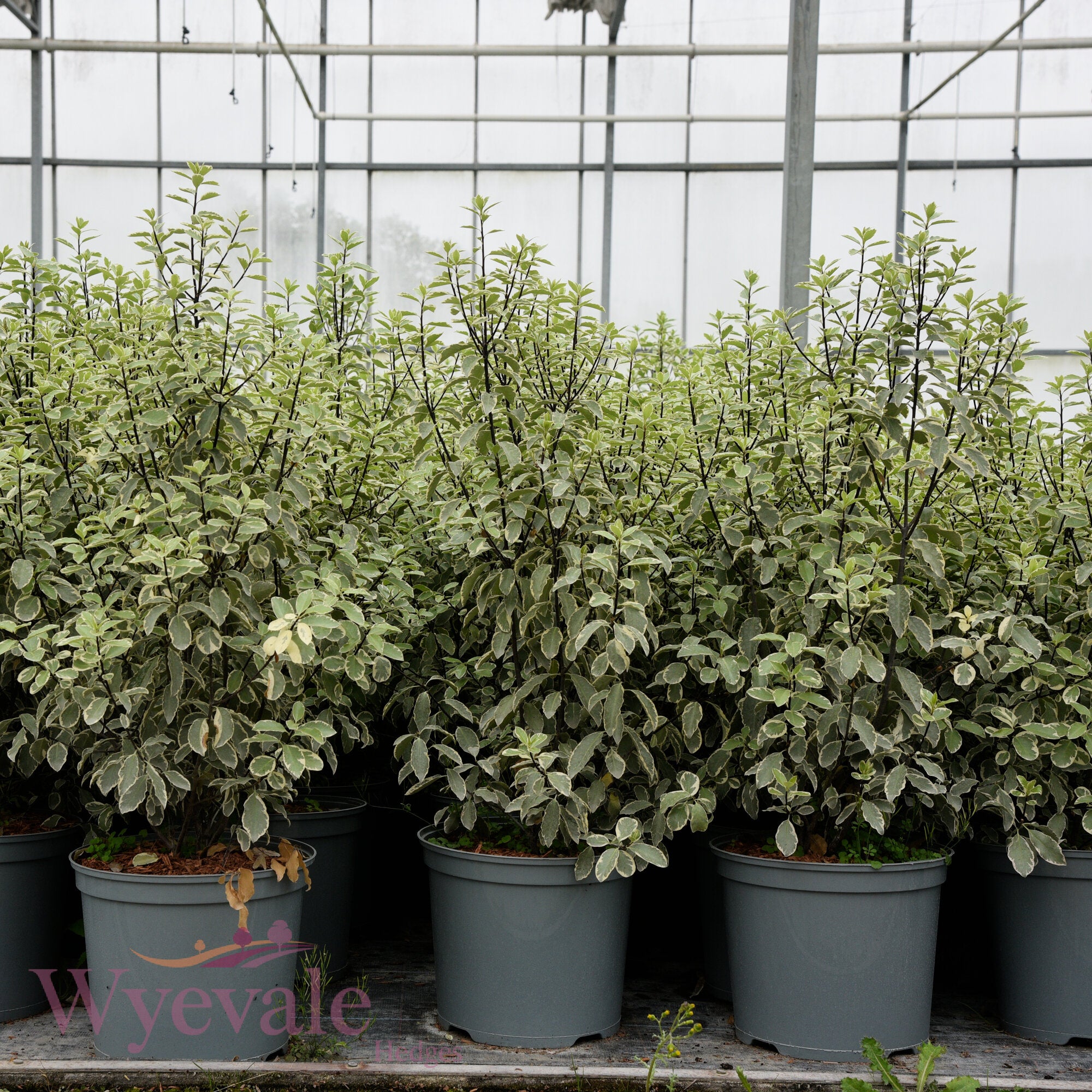 Pittosporum 'Collaig Silver'