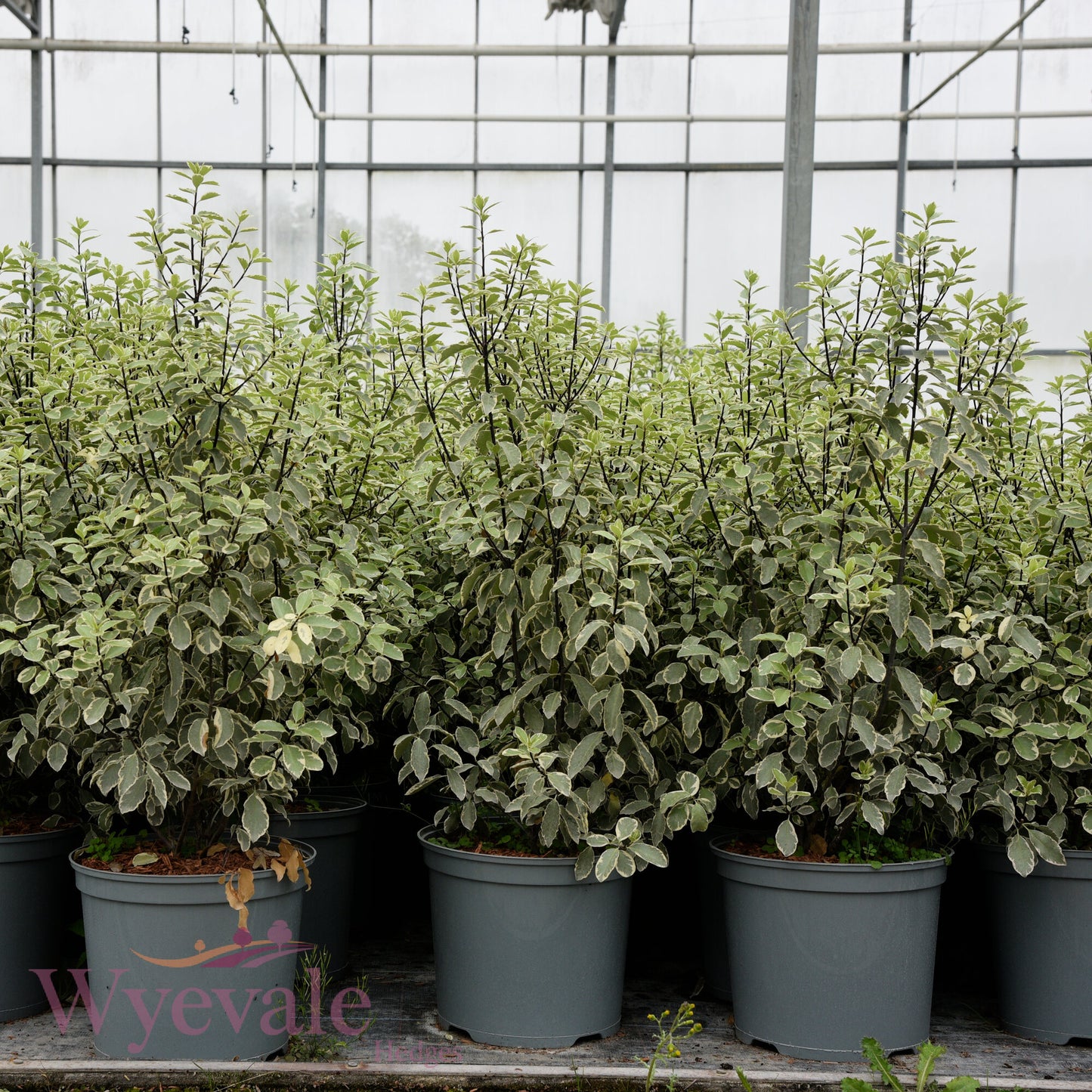 Pittosporum 'Collaig Silver'