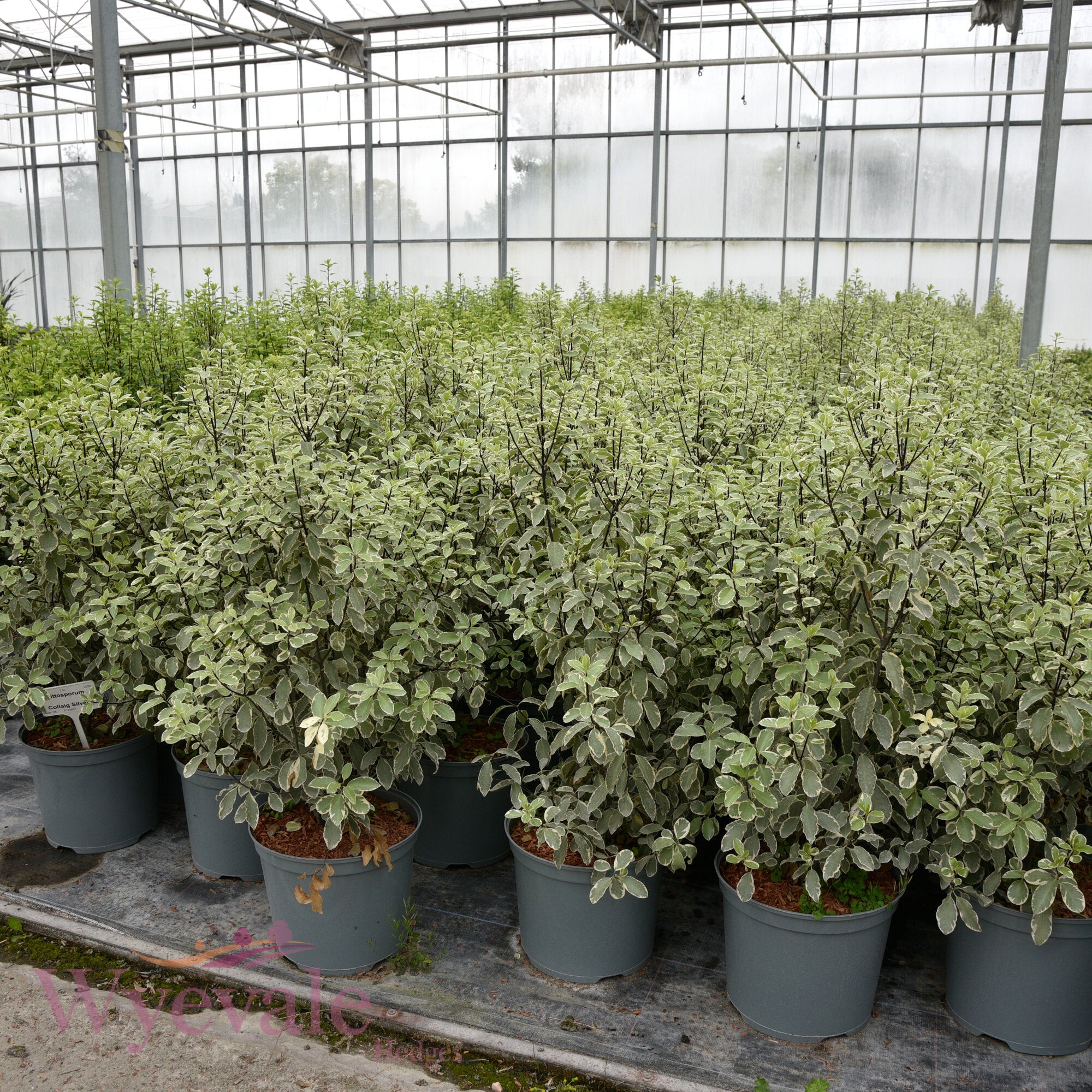 Pittosporum 'Collaig Silver'