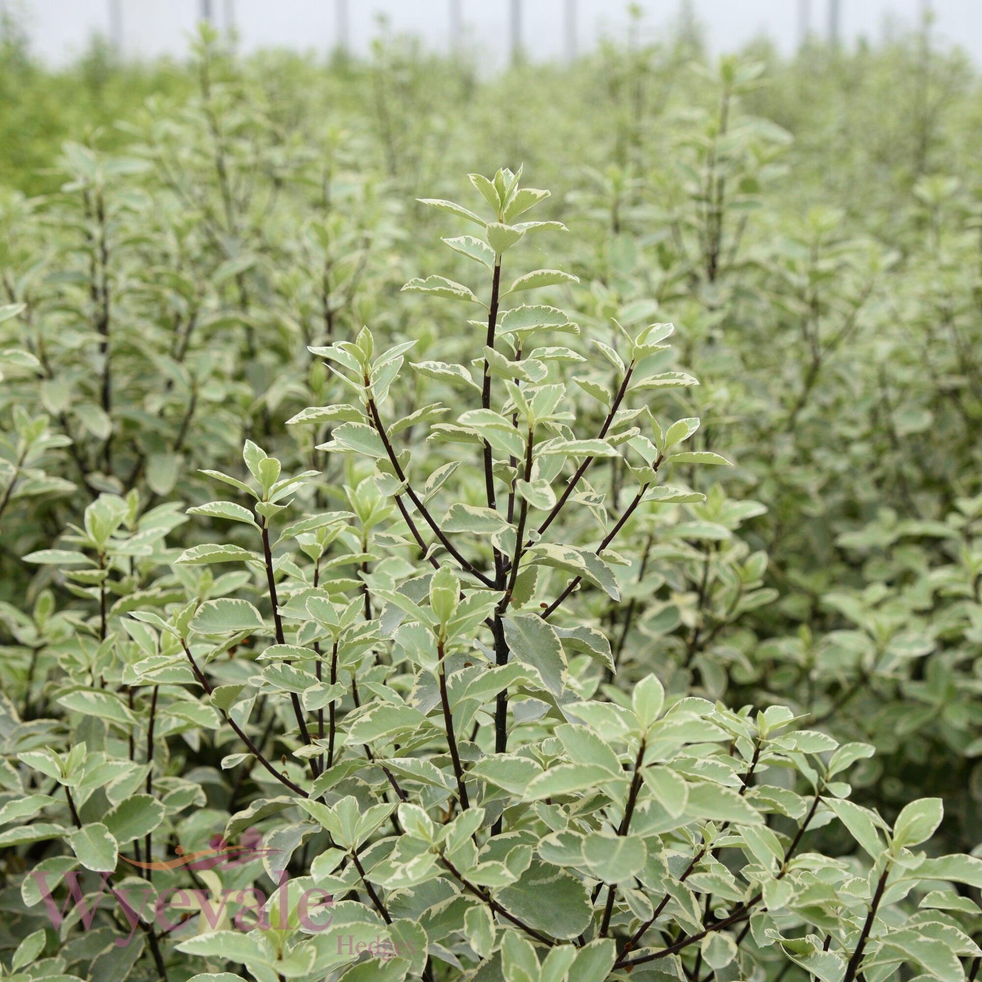 Pittosporum 'Collaig Silver'