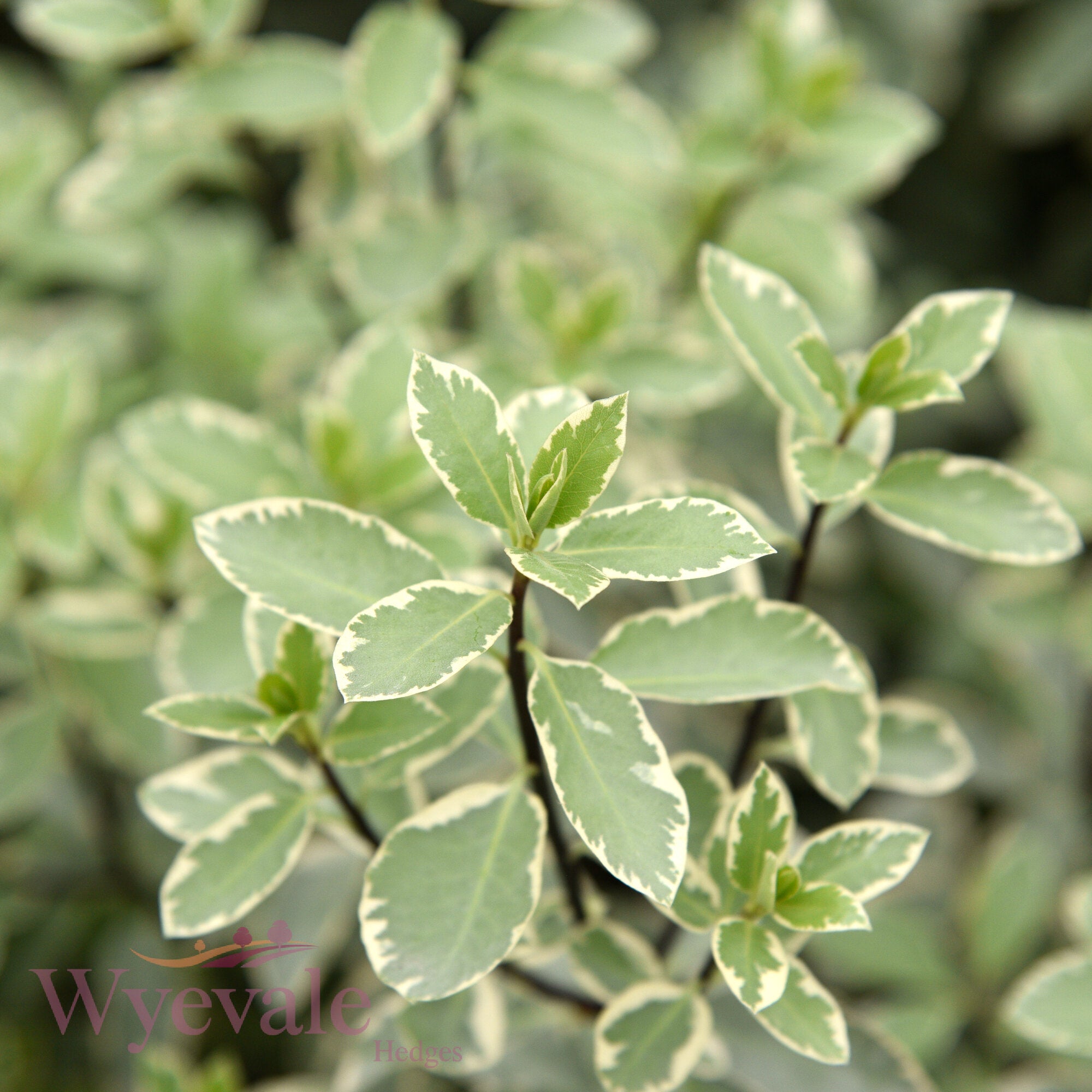 Pittosporum 'Collaig Silver'