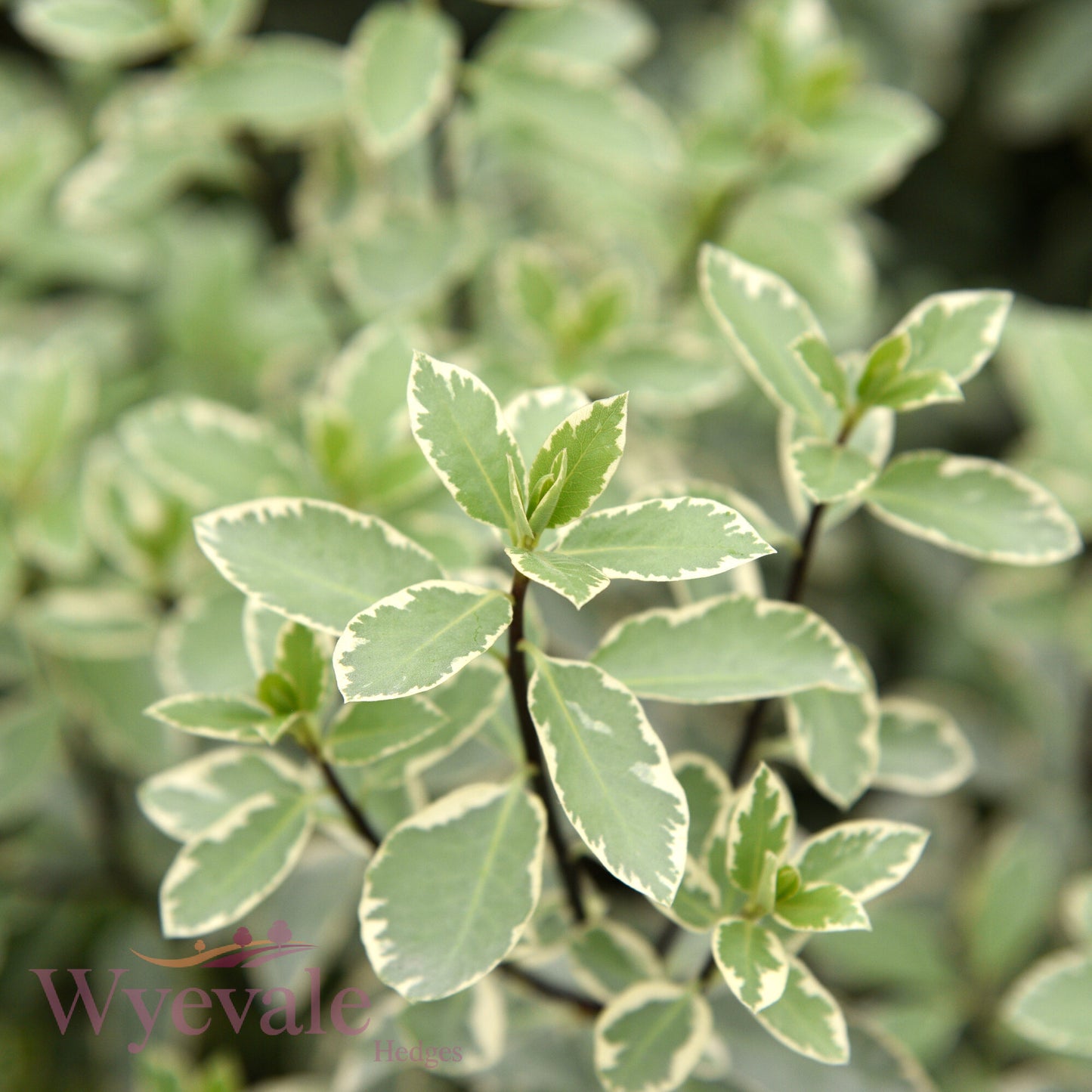 Pittosporum 'Collaig Silver'