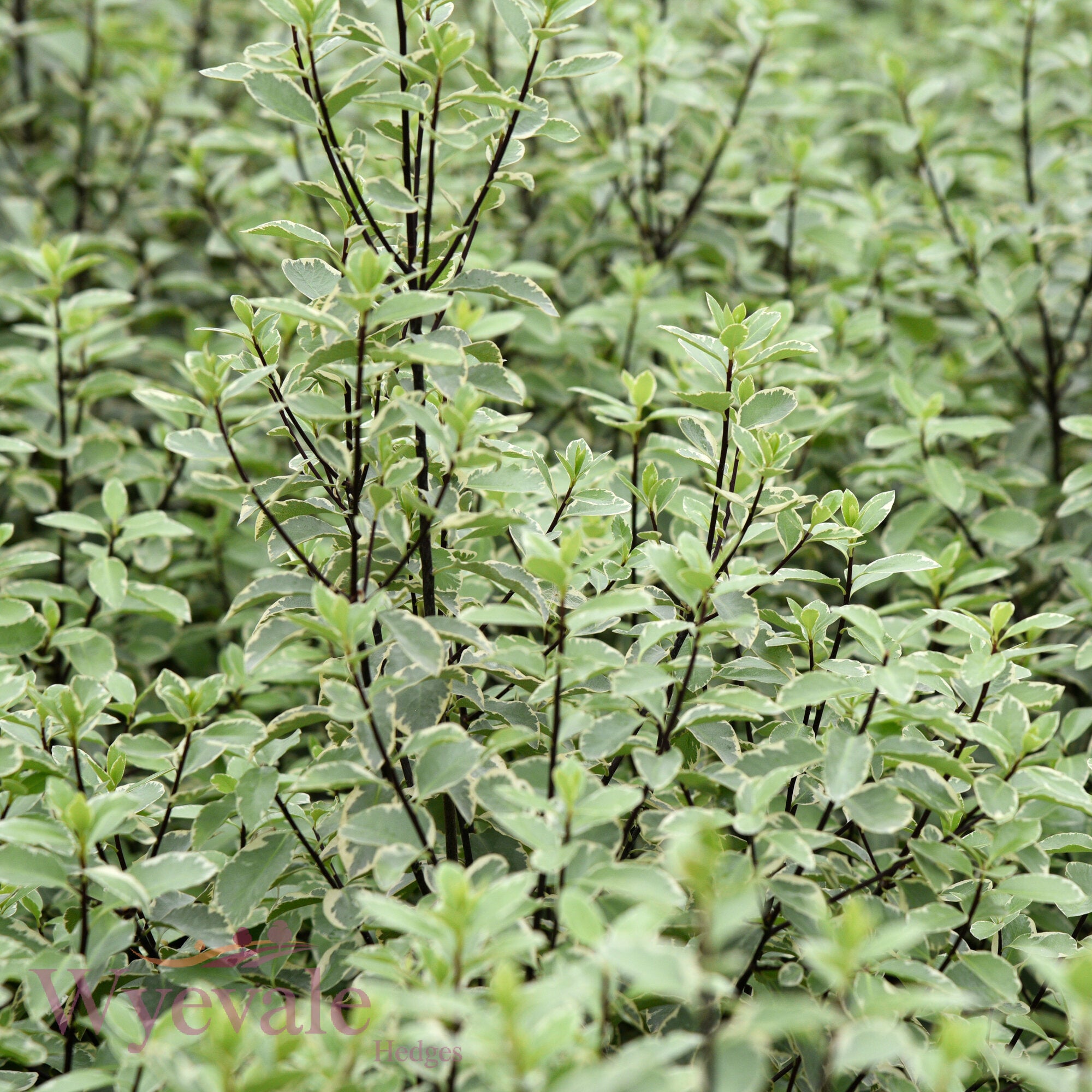 Pittosporum 'Collaig Silver'