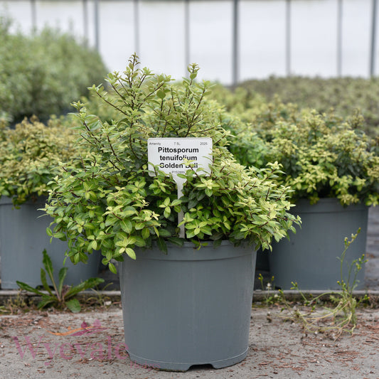 Pittosporum tenuifolium (Kohuhu Gold Star) 'Golden Ball'