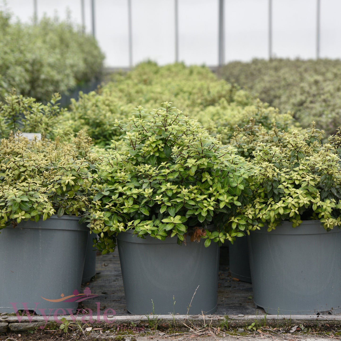 Pittosporum tenuifolium (Kohuhu Gold Star) 'Golden Ball'