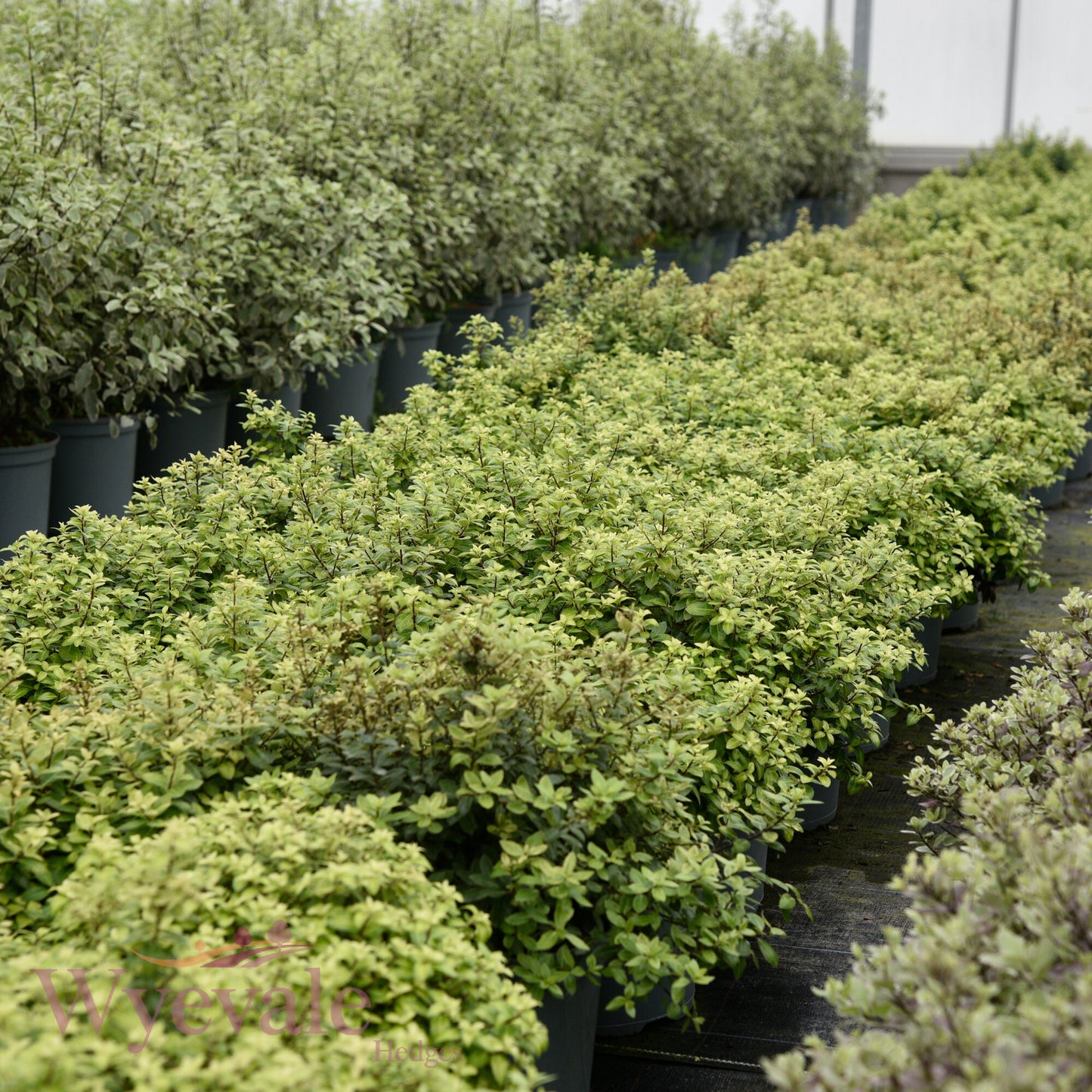 Pittosporum tenuifolium (Kohuhu Gold Star) 'Golden Ball'