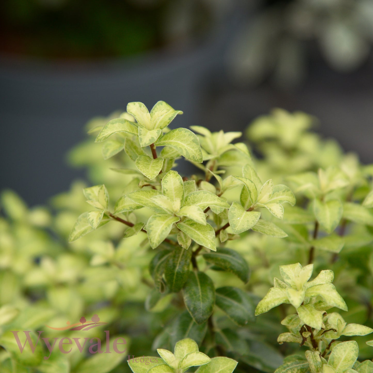 Pittosporum tenuifolium (Kohuhu Gold Star) 'Golden Ball'