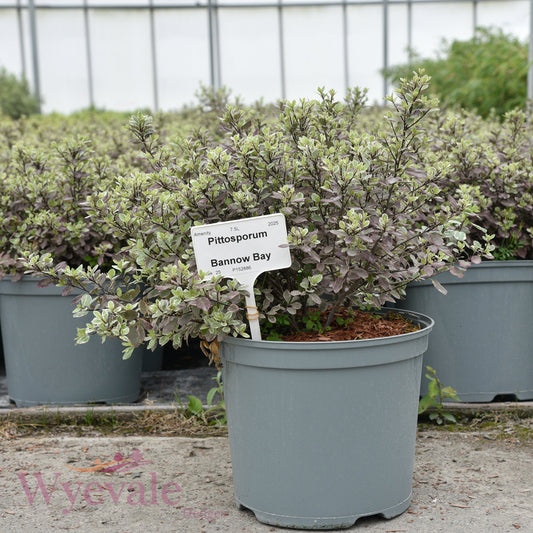 Pittosporum 'Bannow Bay'