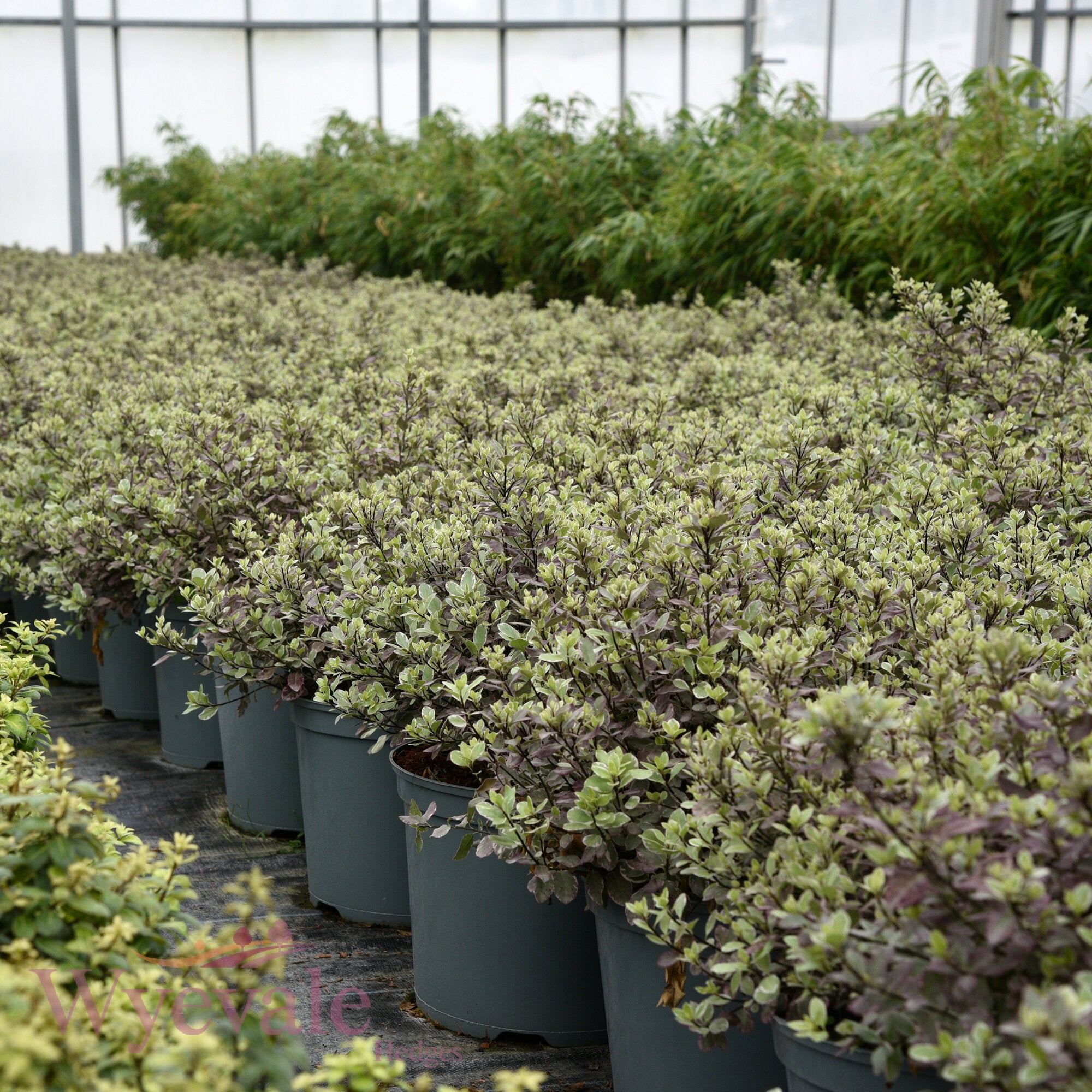 Pittosporum 'Bannow Bay'