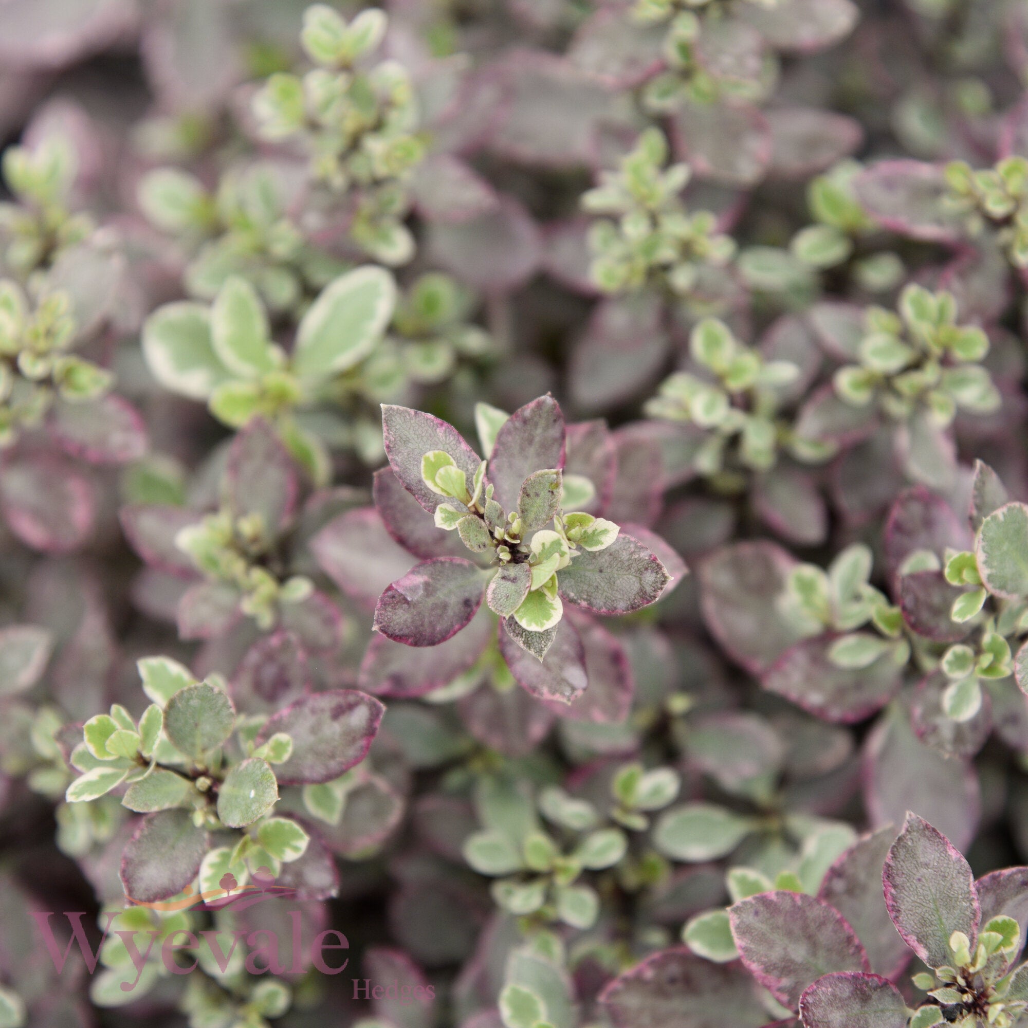 Pittosporum 'Bannow Bay'