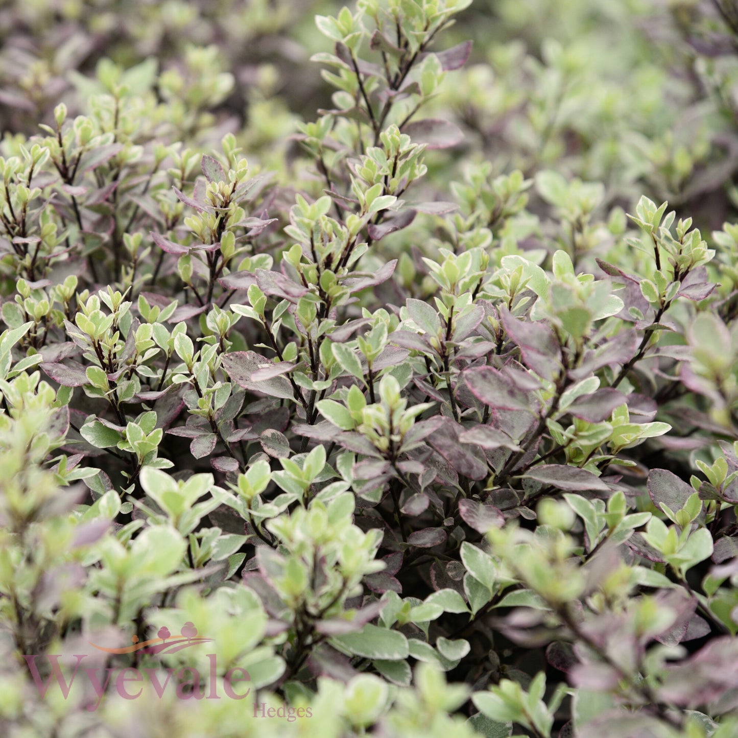 Pittosporum 'Bannow Bay'