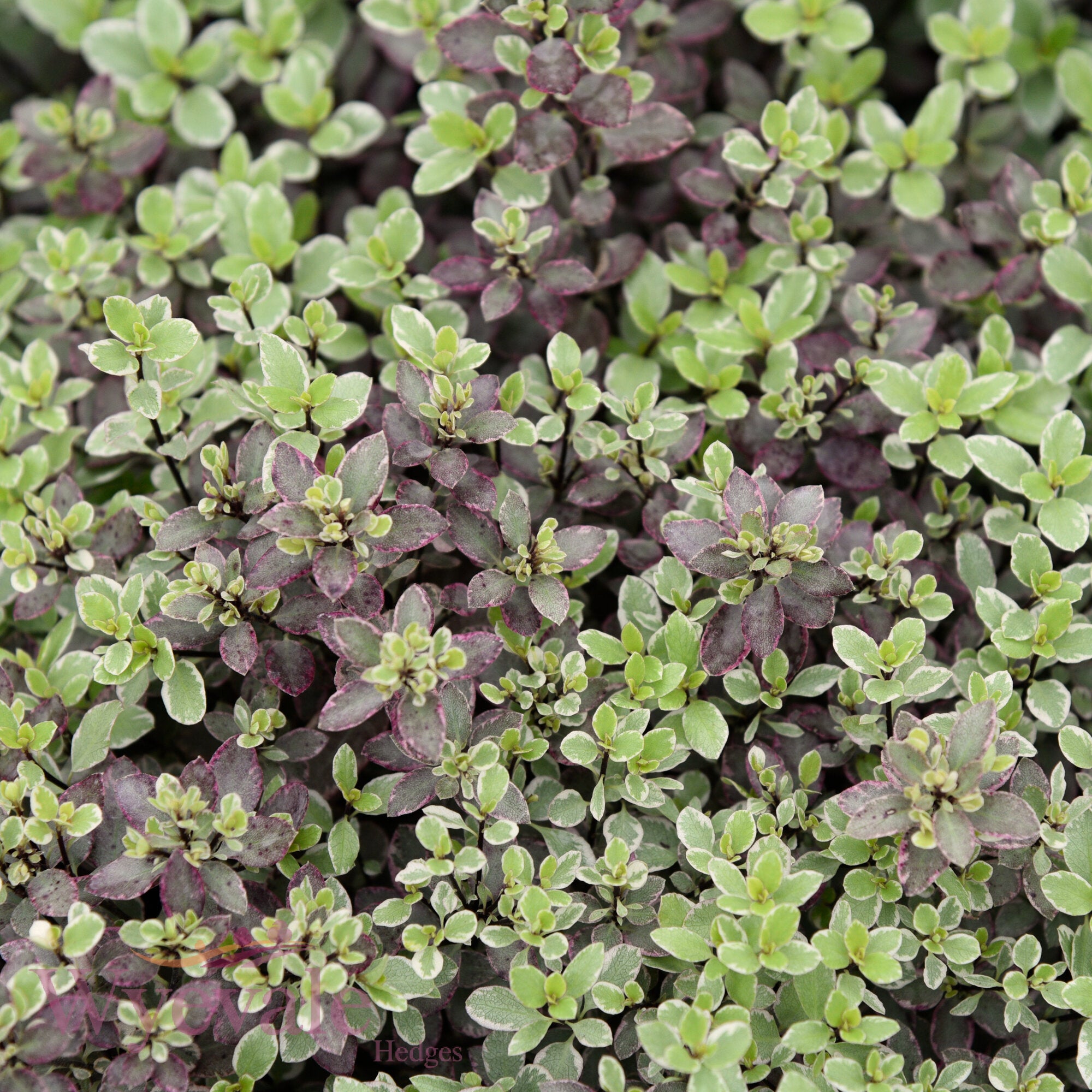 Pittosporum 'Bannow Bay'