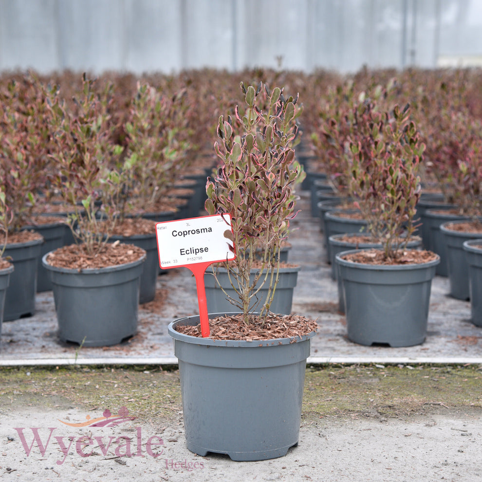 Coprosma Eclipse Rhs Coprosma 'Eclipse' – Wyevale Hedges