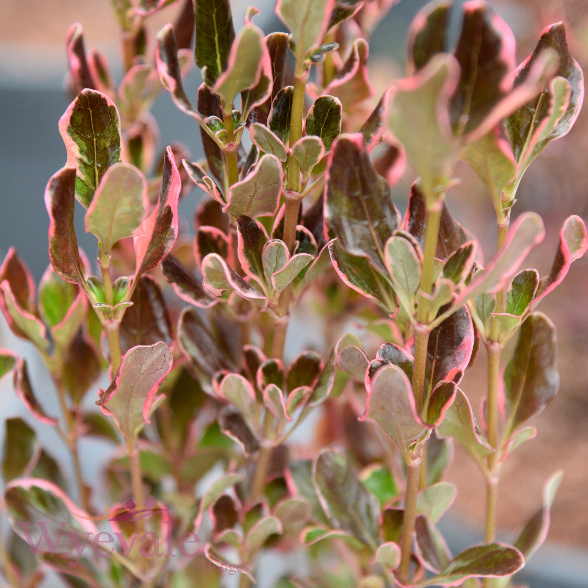 Coprosma 'Eclipse'