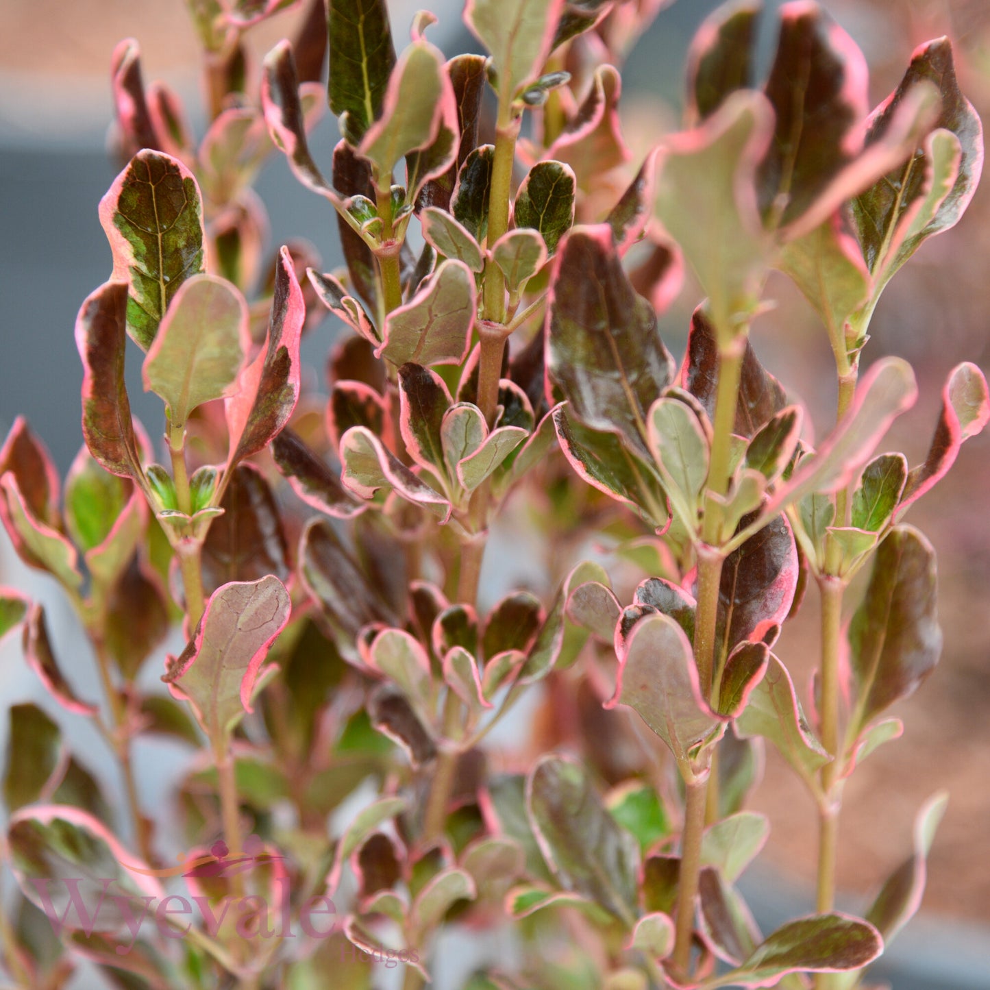 Coprosma 'Eclipse'
