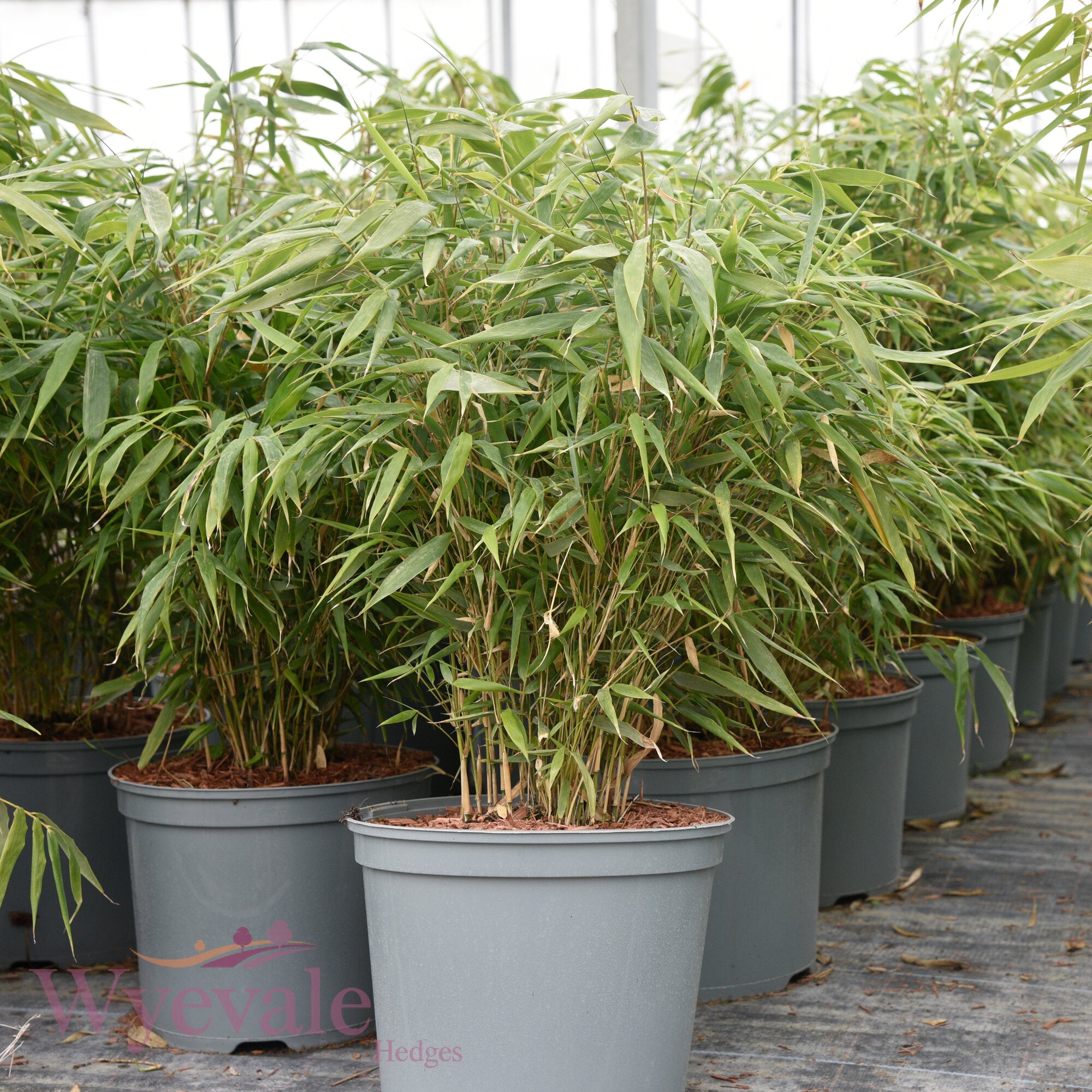 Fargesia (Bamboo) 'Robusta Formidable'