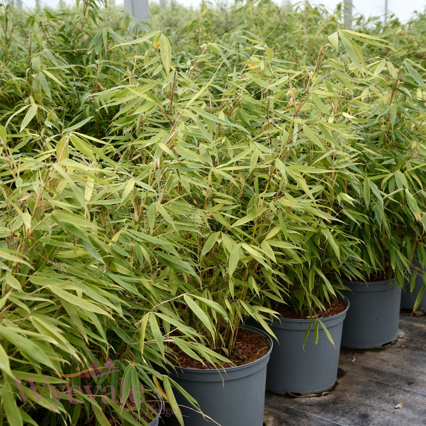 Fargesia (Bamboo) 'Robusta Formidable'