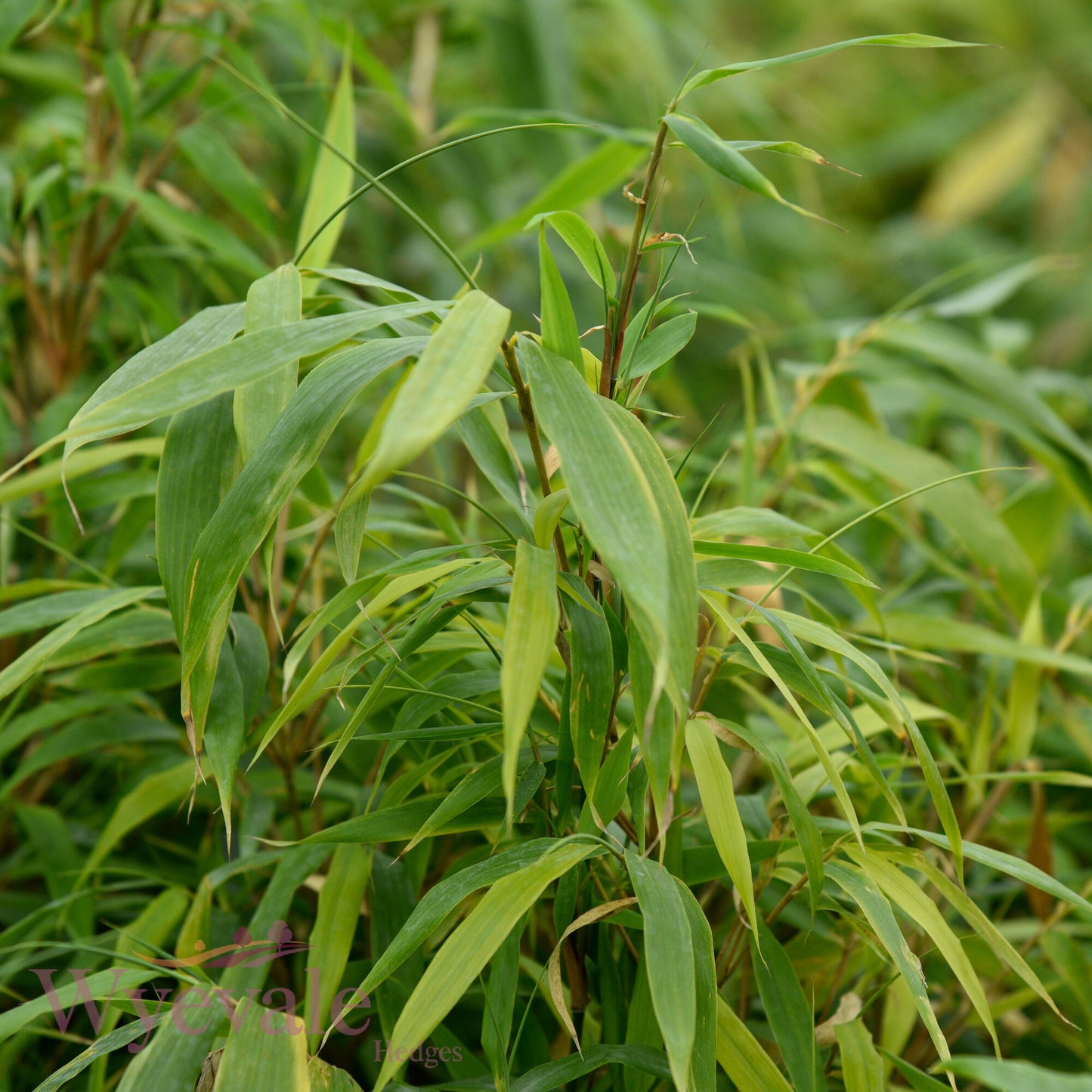 Fargesia (Bamboo) 'Robusta Formidable'