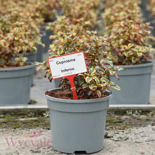 Coprosma (Mirror Plant) 'Inferno'