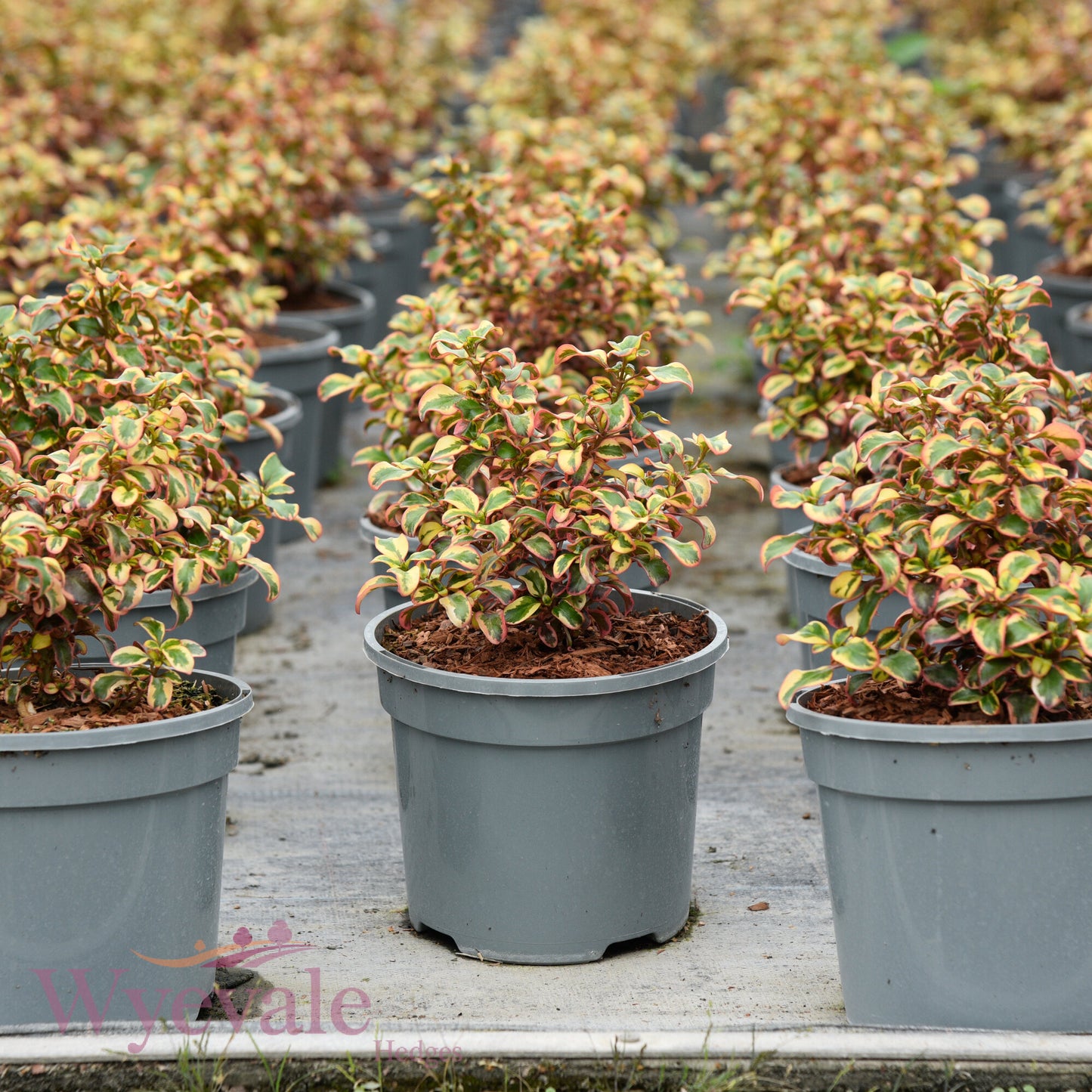Coprosma (Mirror Plant) 'Inferno'