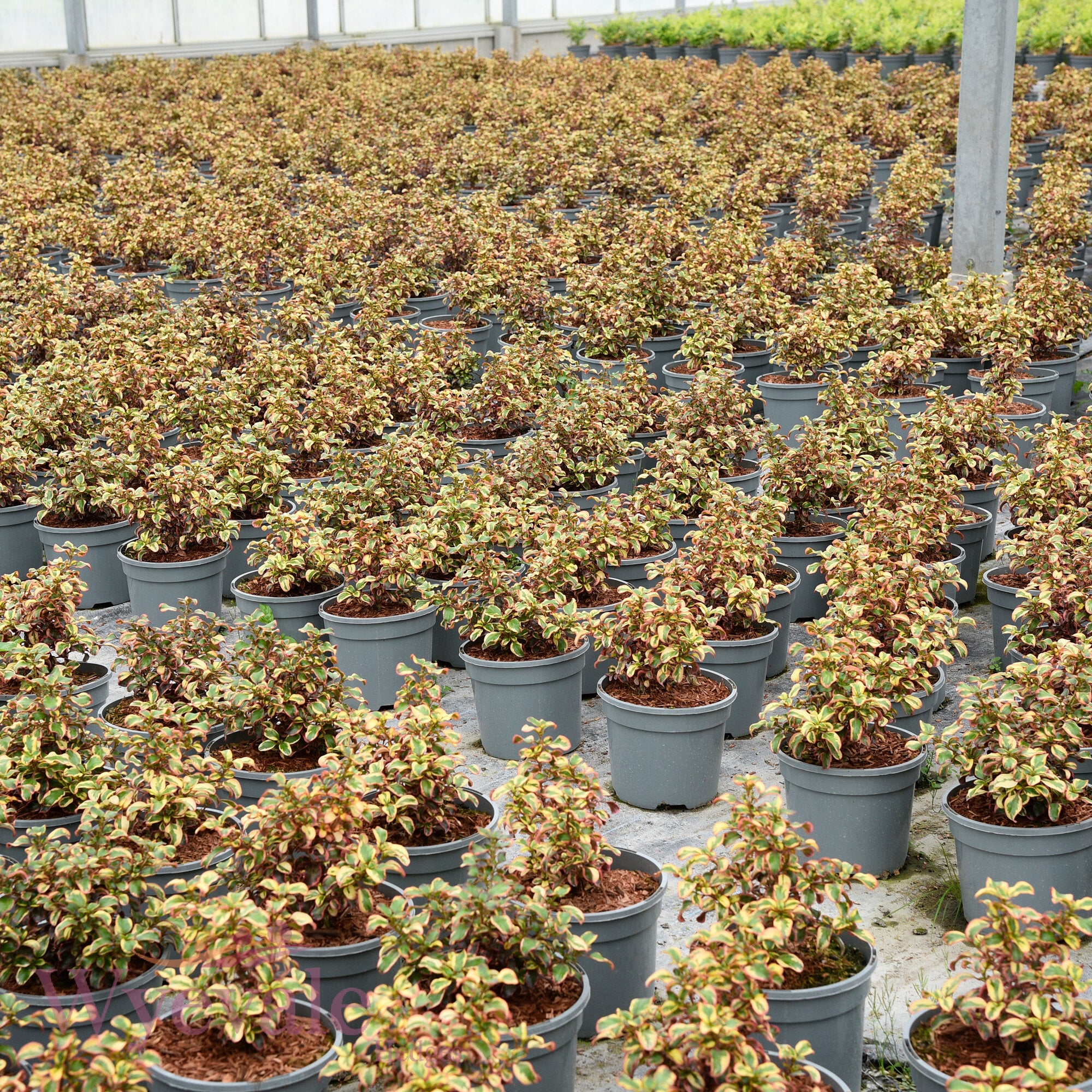 Coprosma (Mirror Plant) 'Inferno'