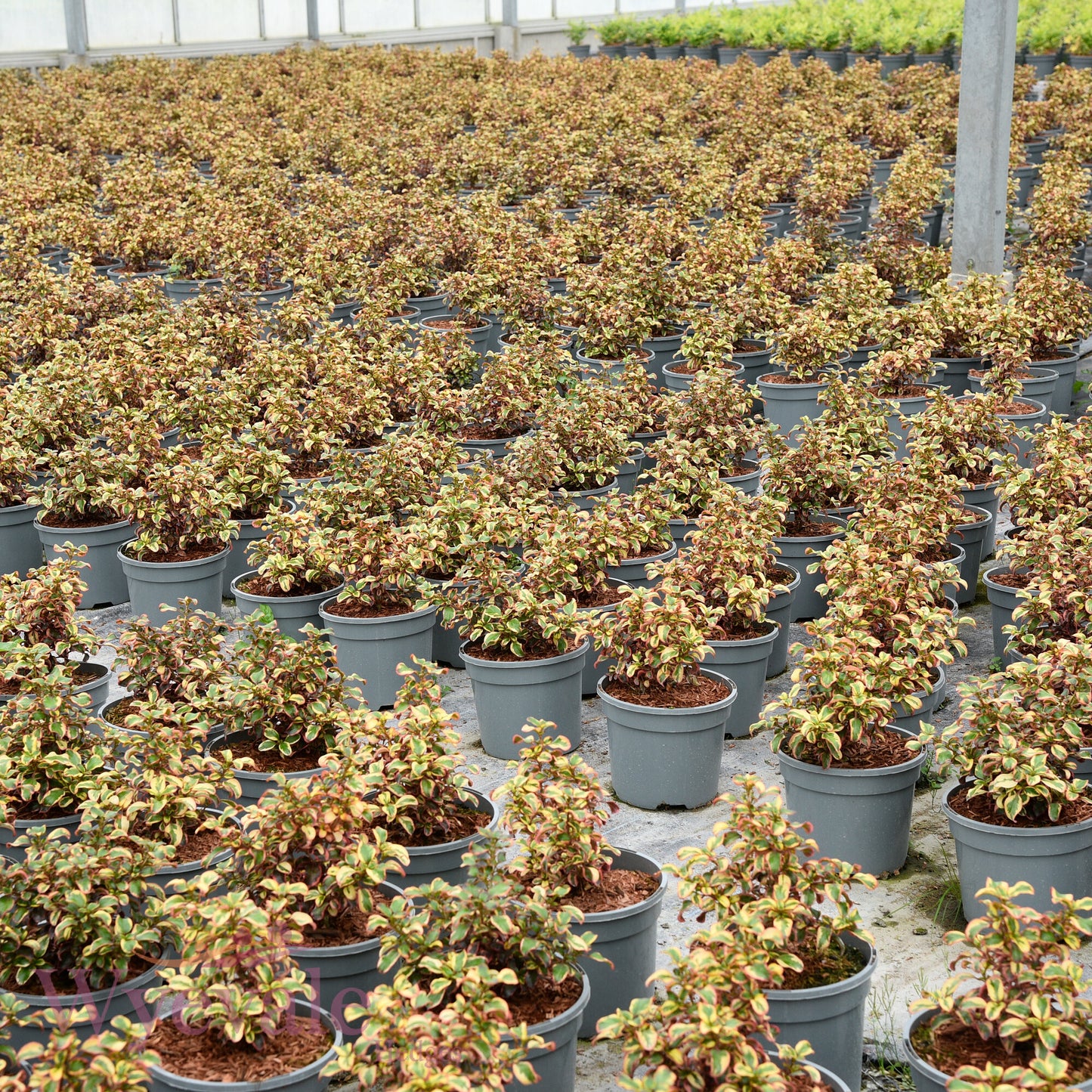 Coprosma (Mirror Plant) 'Inferno'