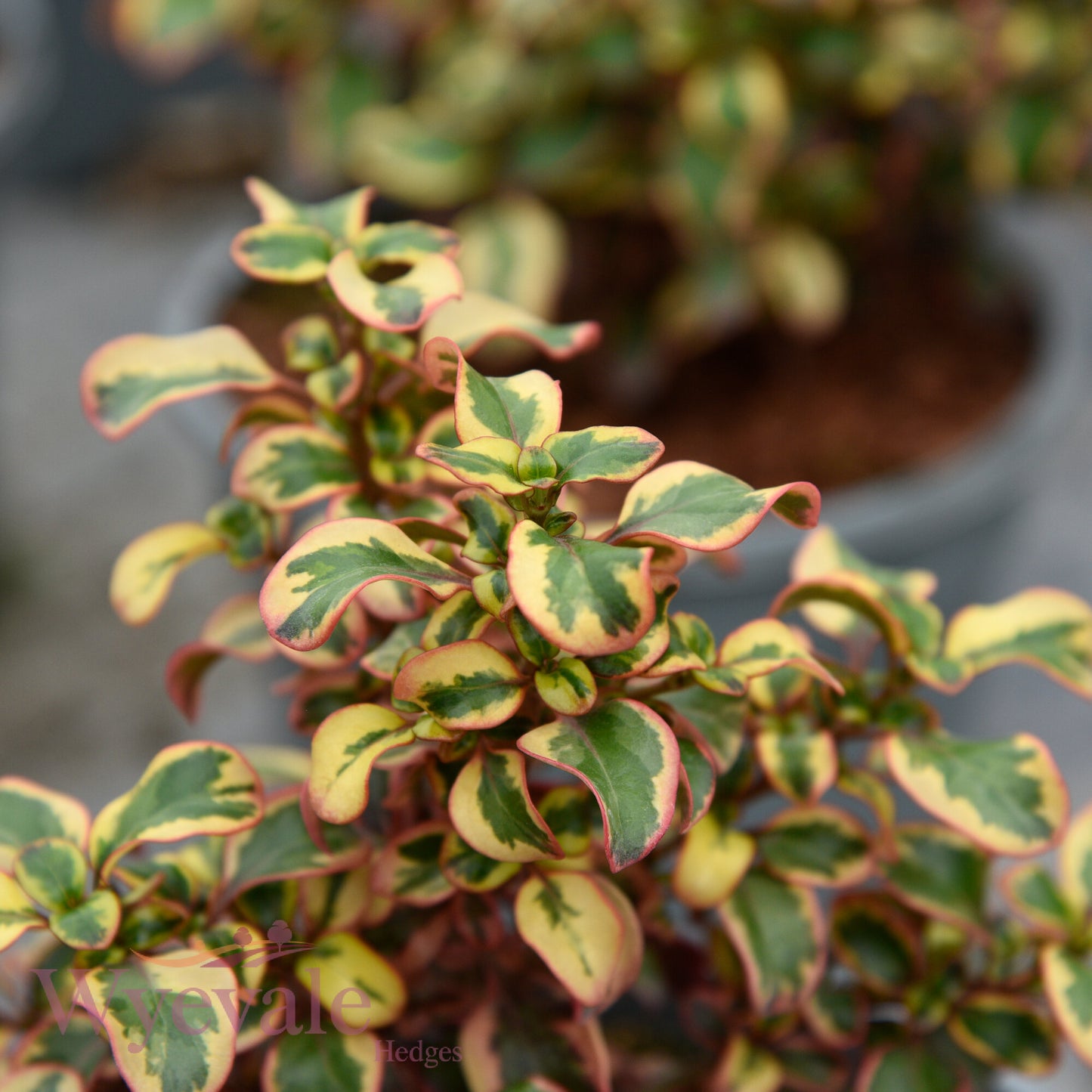Coprosma (Mirror Plant) 'Inferno'