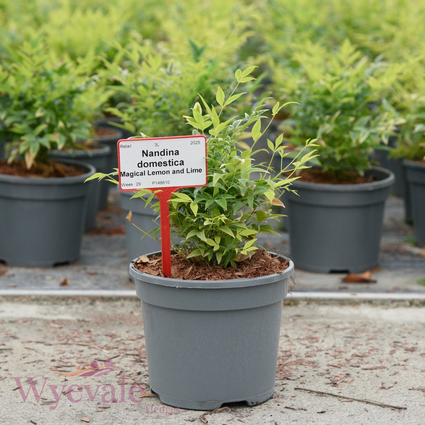 Nandina domestica (Heavenly bamboo) 'Magical Lemon and Lime'
