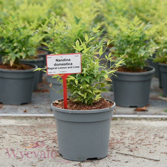 Nandina domestica (Heavenly bamboo) 'Magical Lemon and Lime'