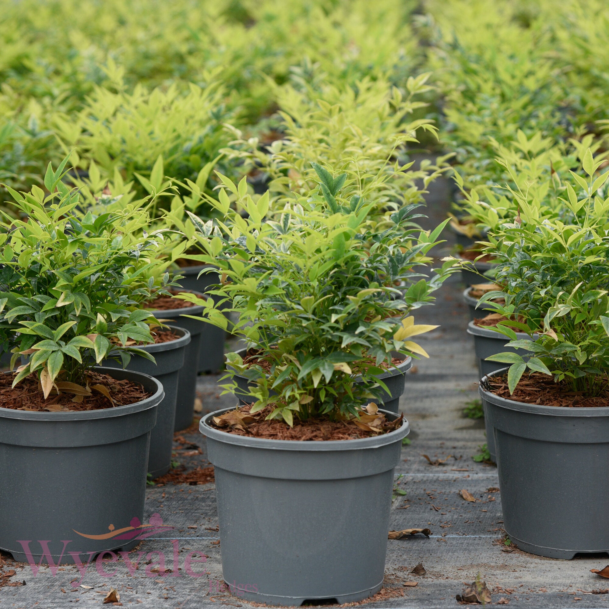 Nandina domestica (Heavenly bamboo) 'Magical Lemon and Lime'