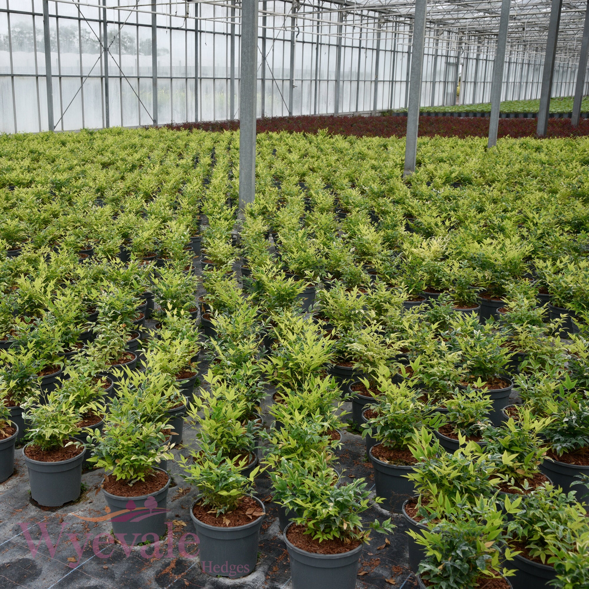 Nandina domestica (Heavenly bamboo) 'Magical Lemon and Lime'