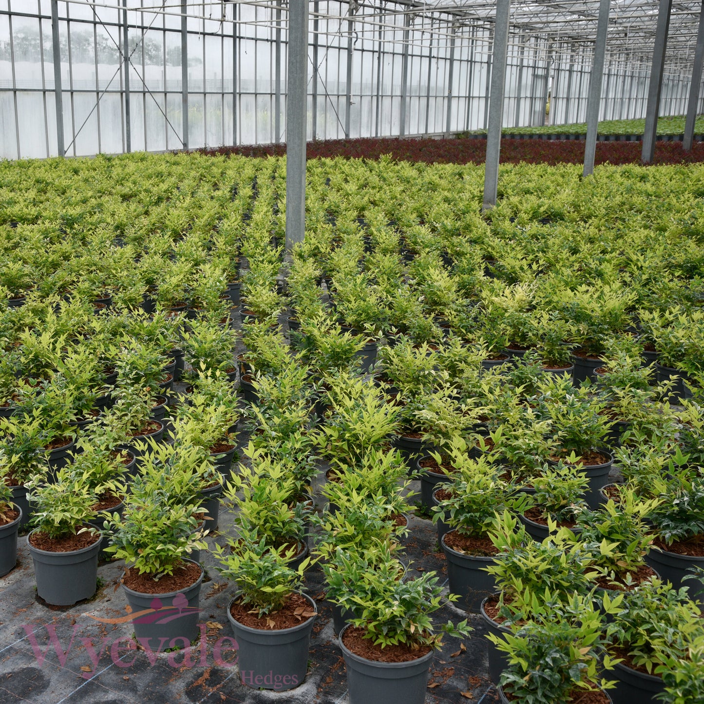 Nandina domestica (Heavenly bamboo) 'Magical Lemon and Lime'