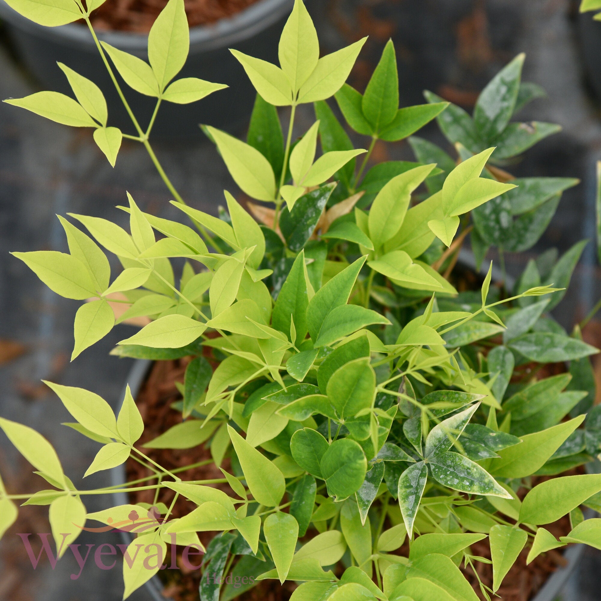 Nandina domestica (Heavenly bamboo) 'Magical Lemon and Lime'