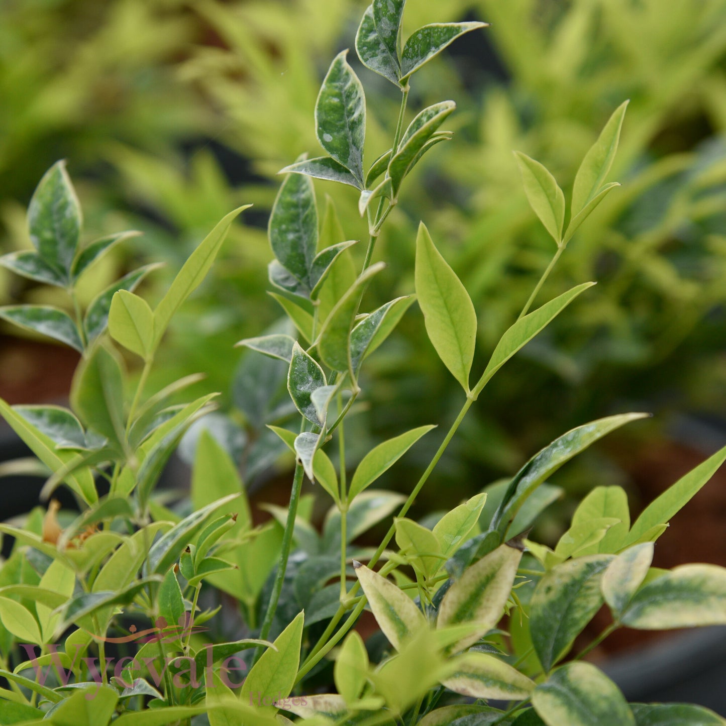Nandina domestica (Heavenly bamboo) 'Magical Lemon and Lime'