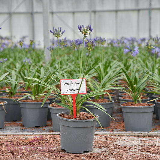 Agapanthus (African Lily Charlotte) 'Charlotte'