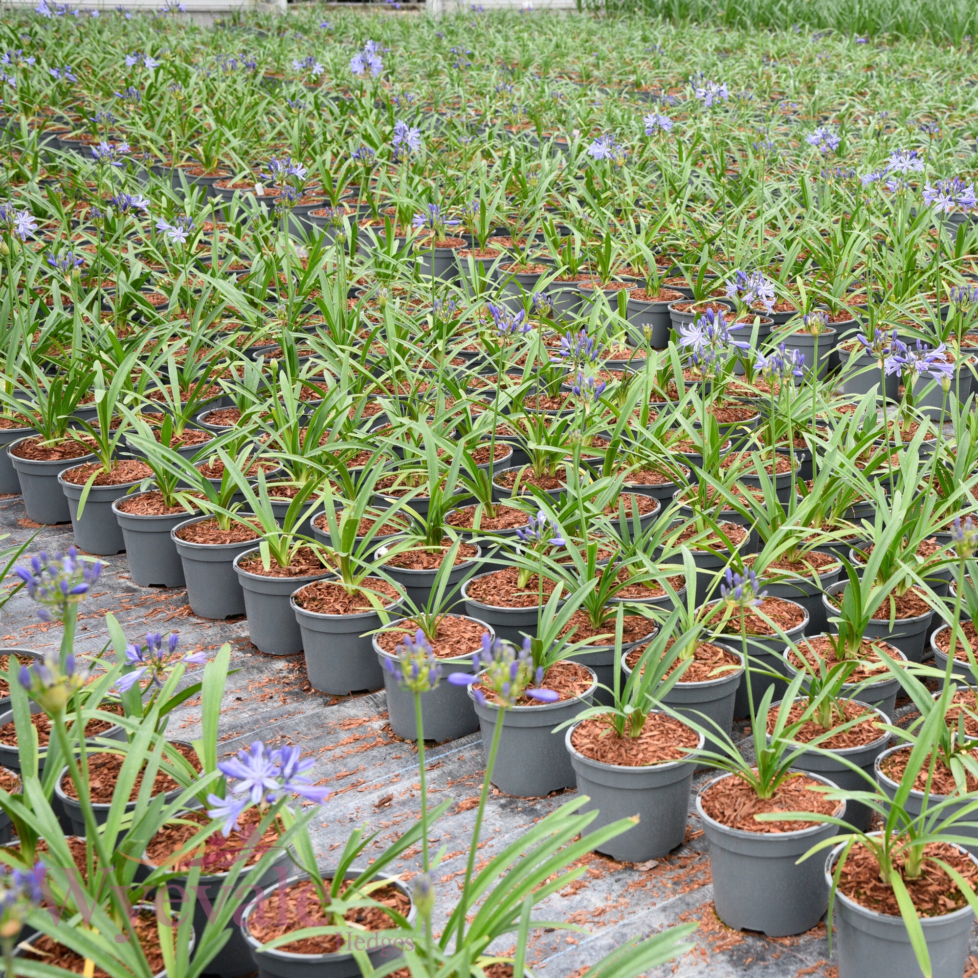 Agapanthus (African Lily Charlotte) 'Charlotte'