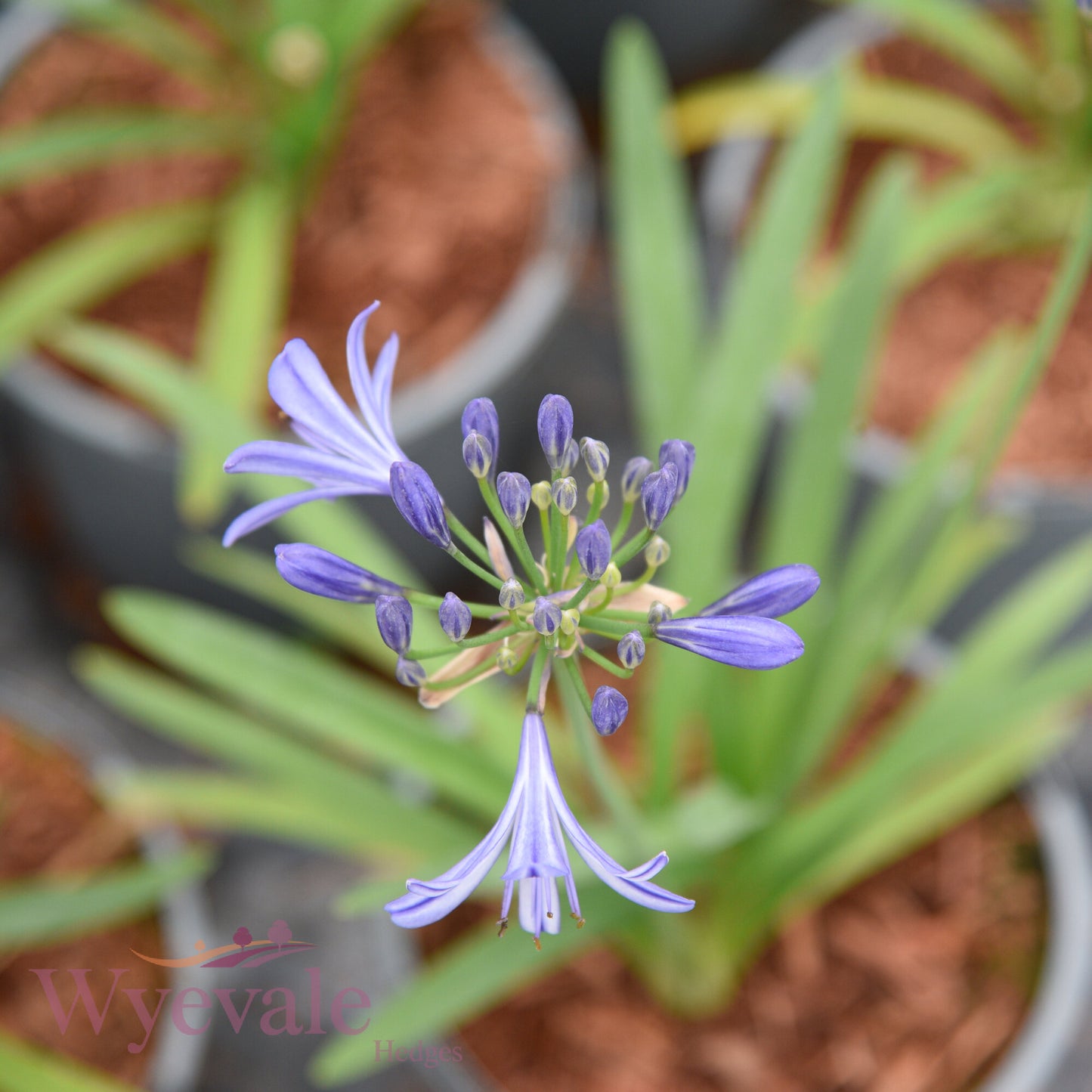 Agapanthus (African Lily Charlotte) 'Charlotte'