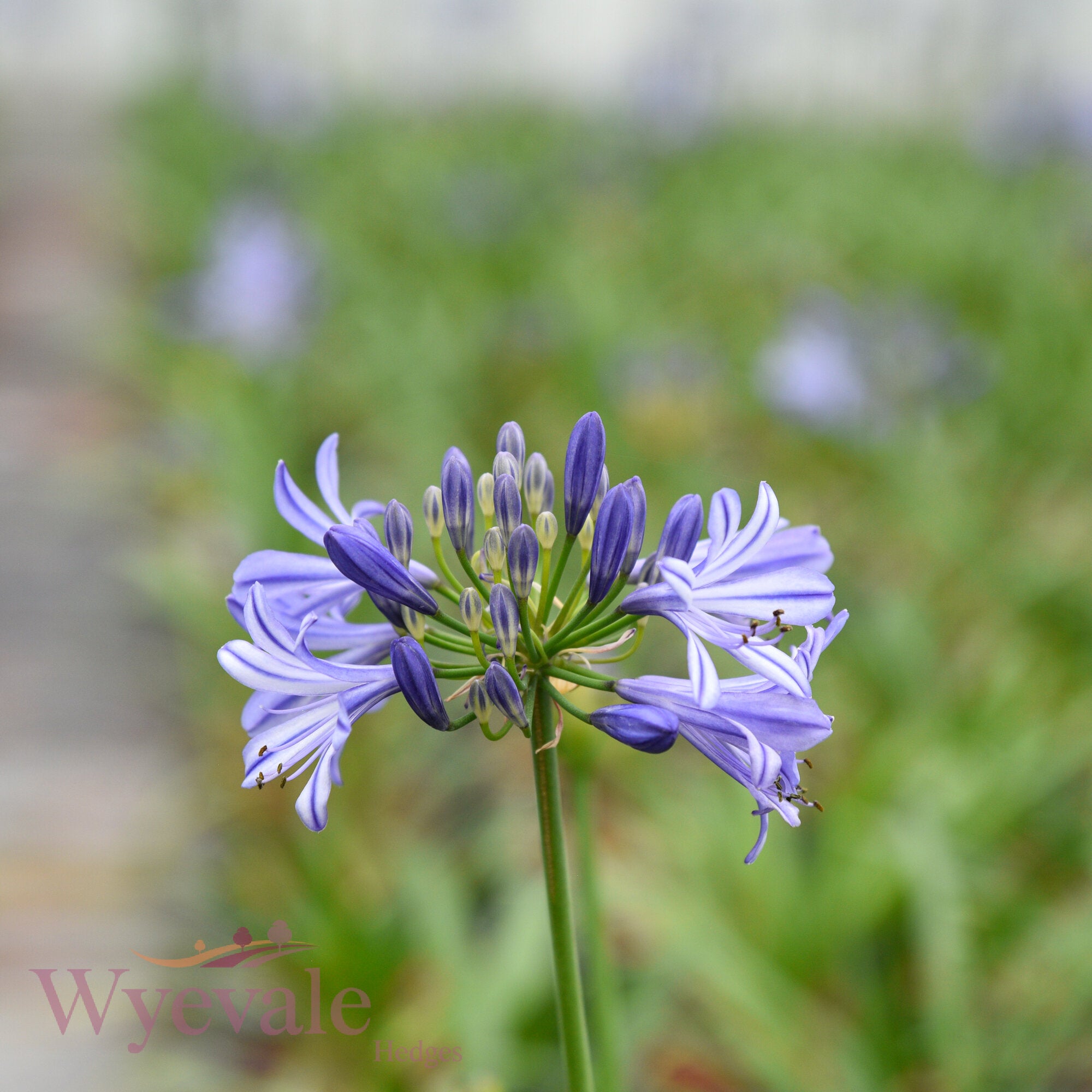 Agapanthus (African Lily Charlotte) 'Charlotte'