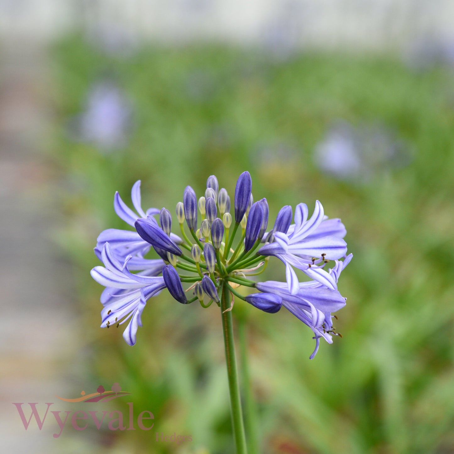 Agapanthus (African Lily Charlotte) 'Charlotte'