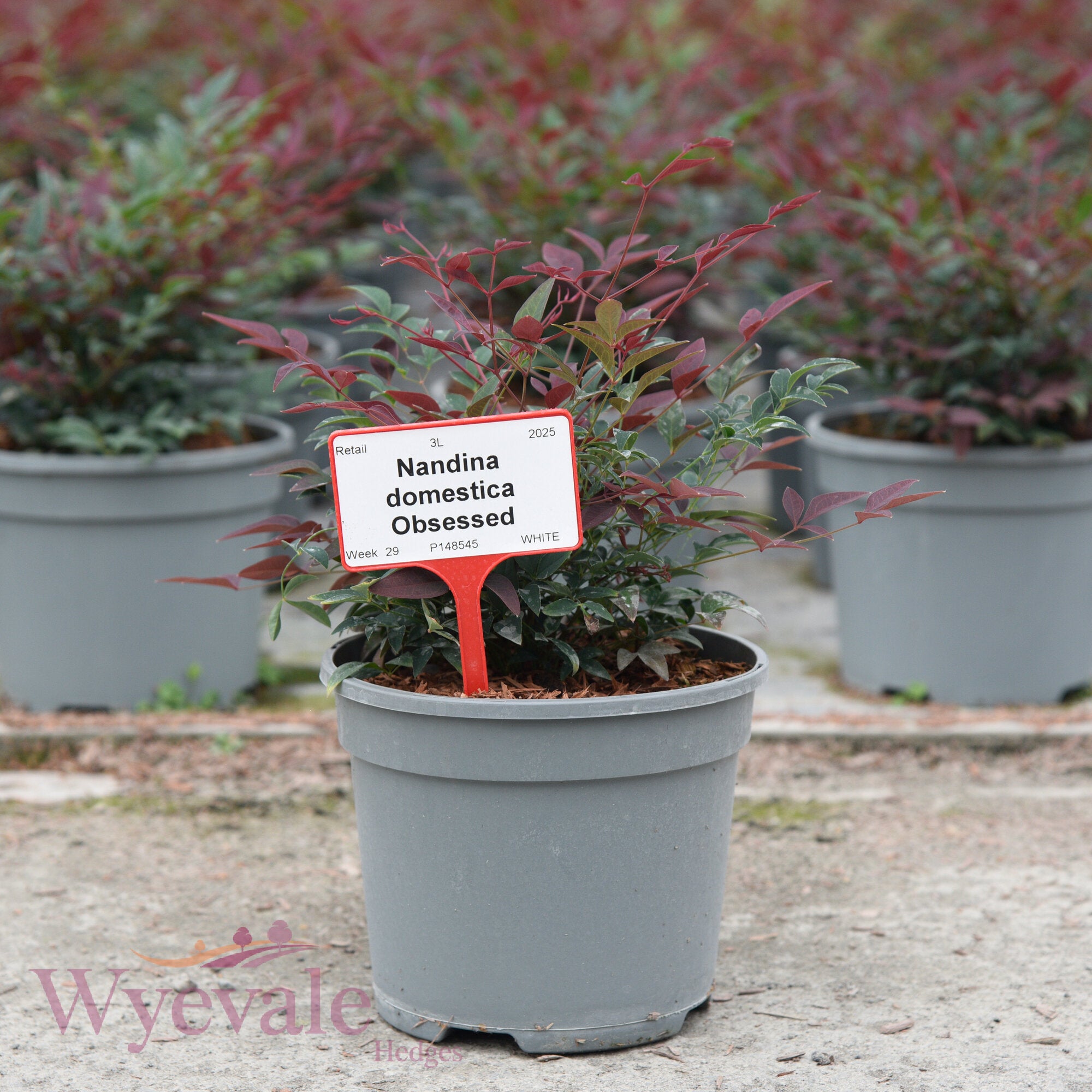 Nandina domestica (Heavenly Bamboo) 'Obsessed'