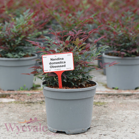 Nandina domestica (Heavenly Bamboo) 'Obsessed'