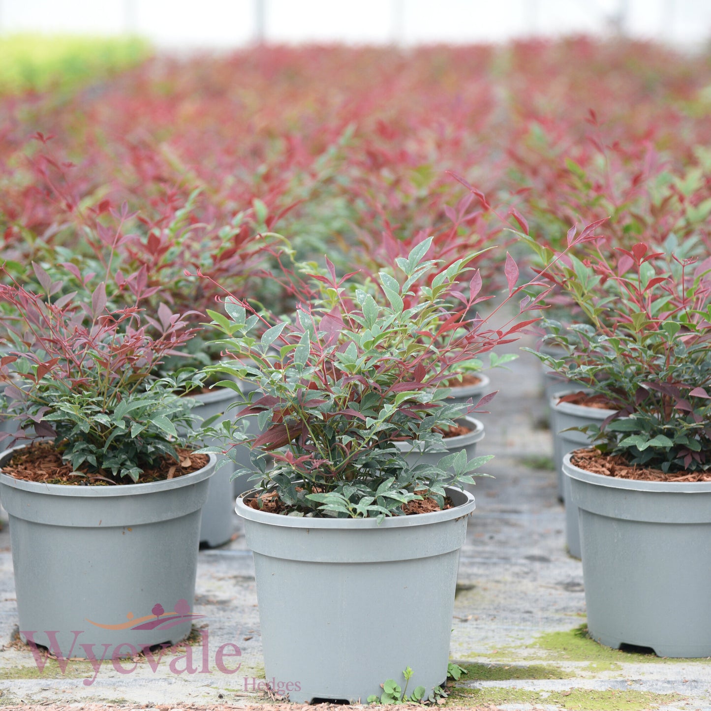 Nandina domestica (Heavenly Bamboo) 'Obsessed'