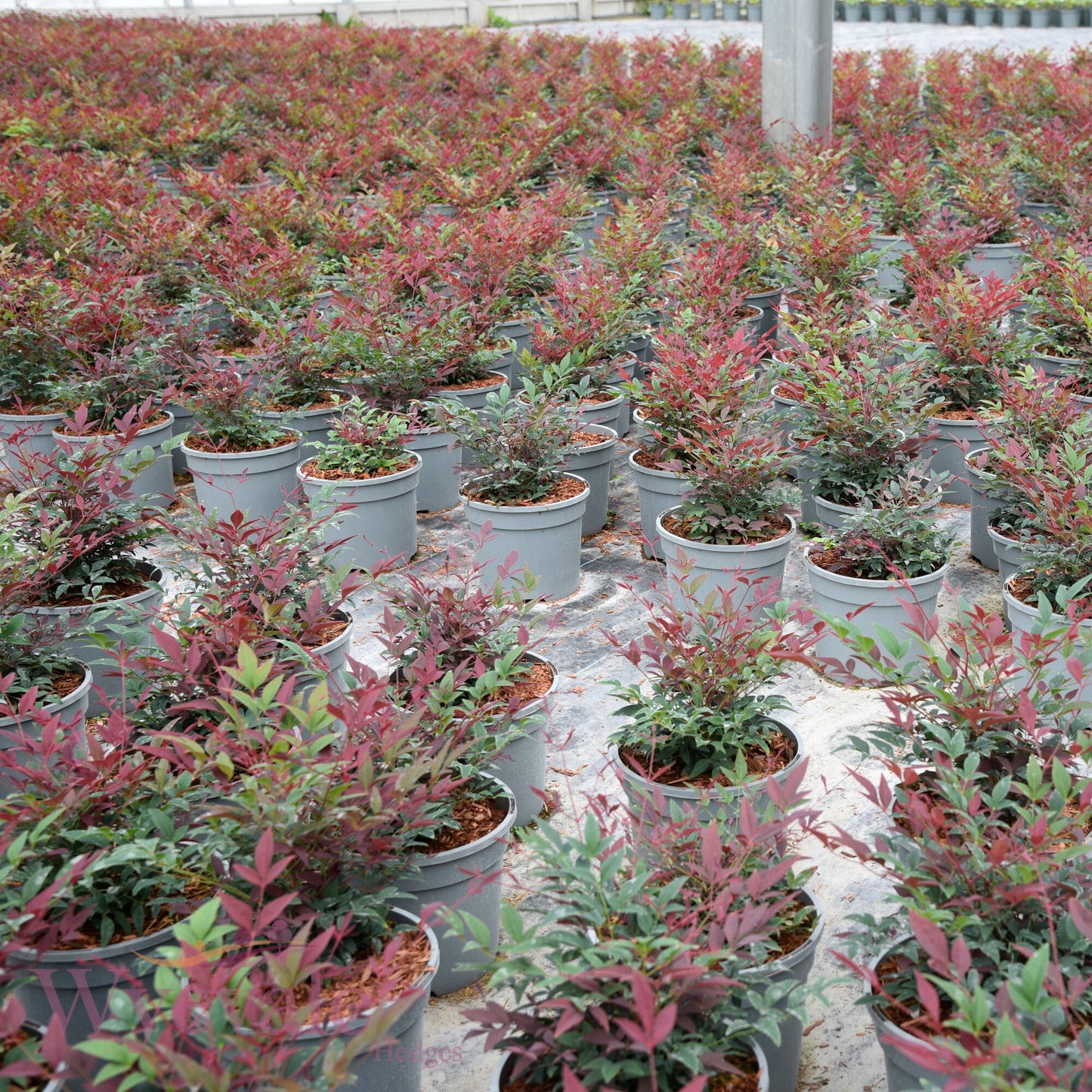 Nandina domestica (Heavenly Bamboo) 'Obsessed'
