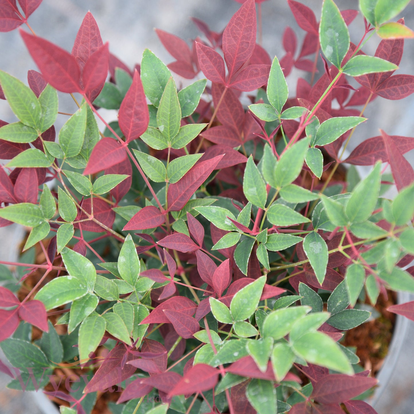 Nandina domestica (Heavenly Bamboo) 'Obsessed'