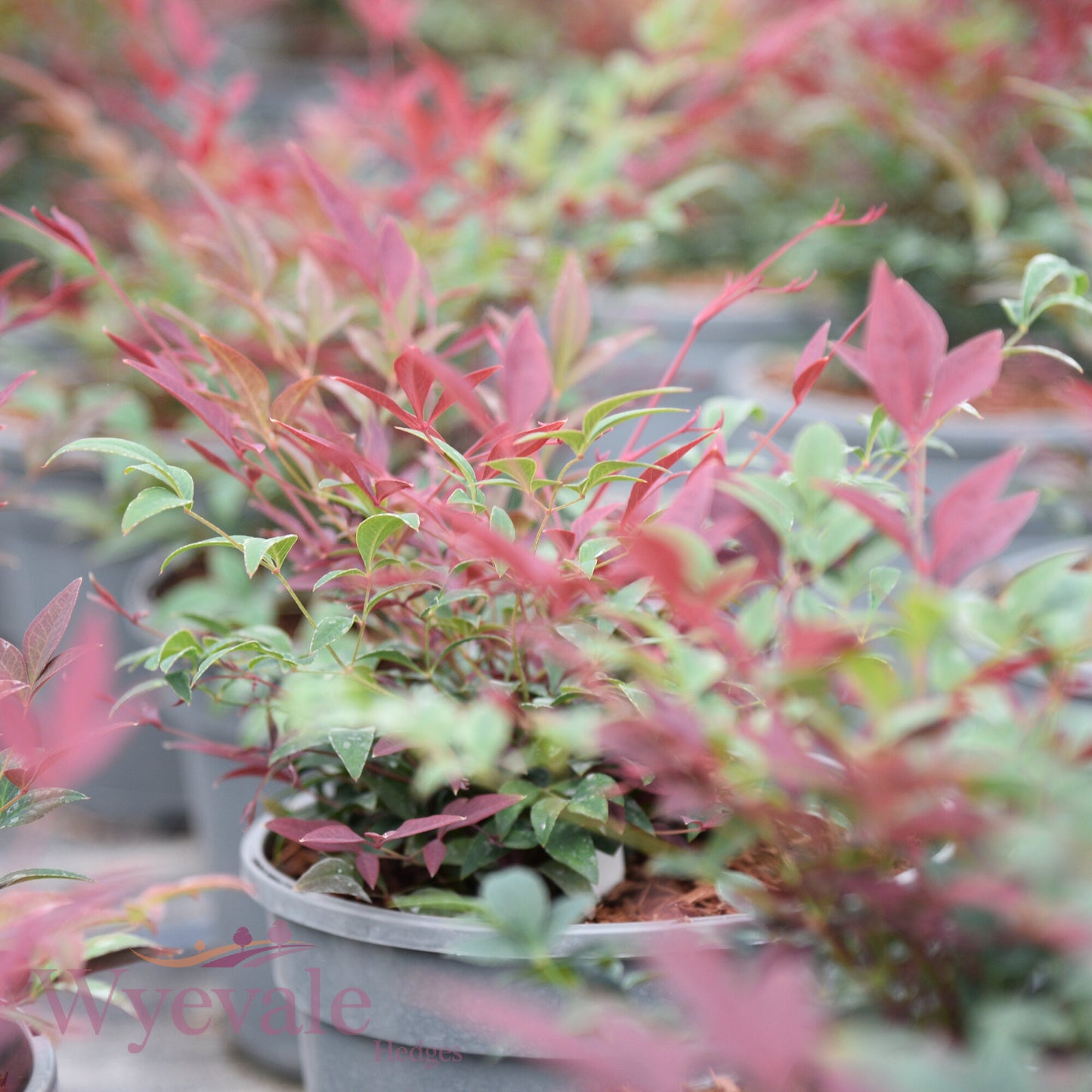 Nandina domestica (Heavenly Bamboo) 'Obsessed'