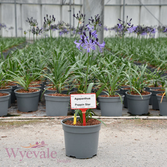 Agapanthus (African Lily) 'Poppin Star'