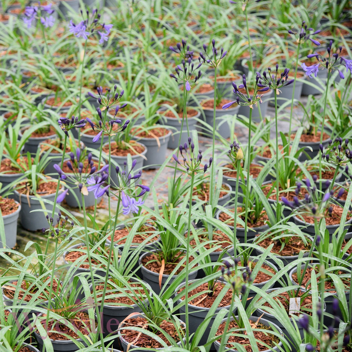 Agapanthus (African Lily) 'Poppin Star'