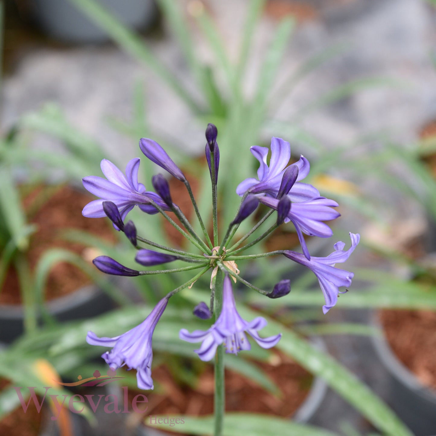Agapanthus (African Lily) 'Poppin Star'