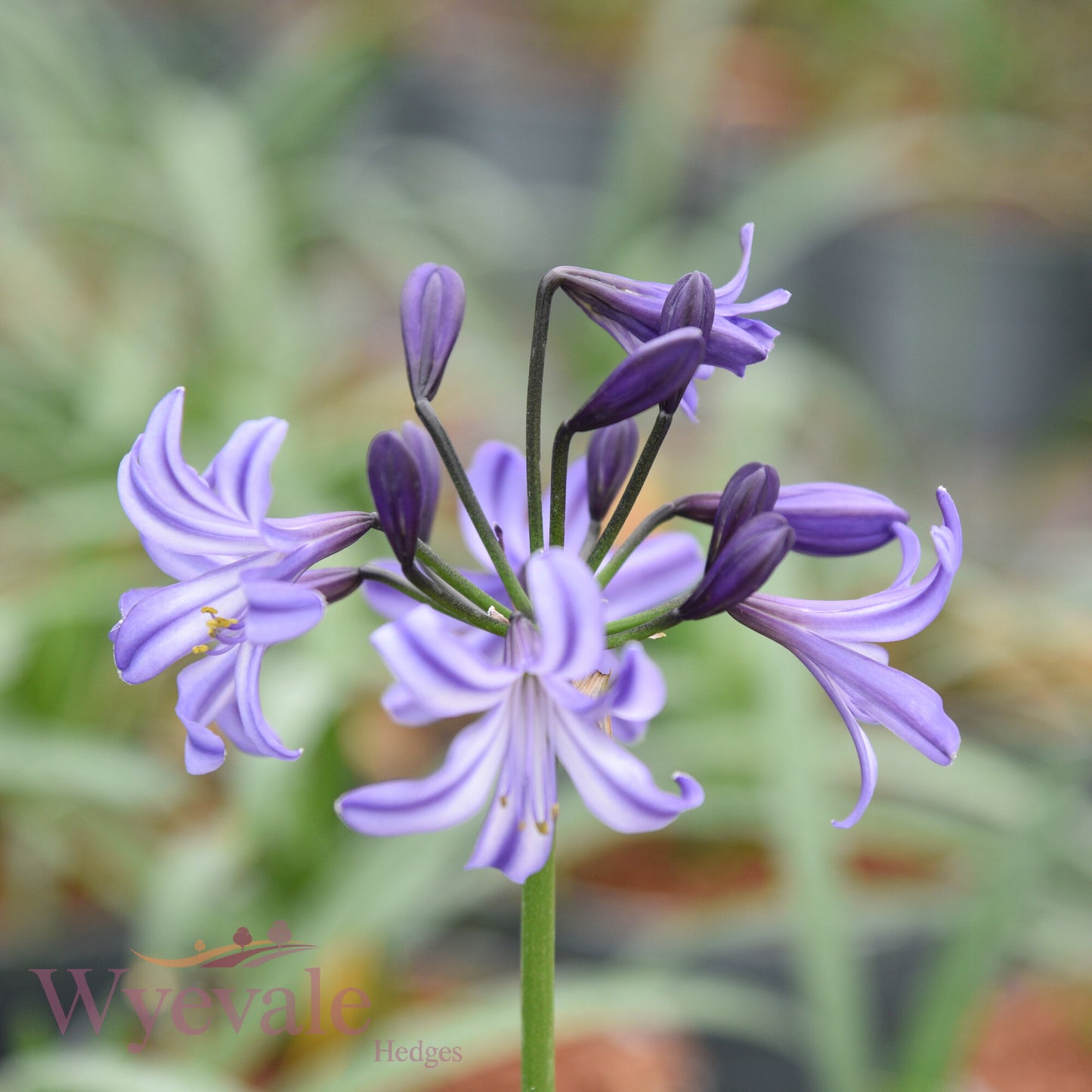 Agapanthus (African Lily) 'Poppin Star'
