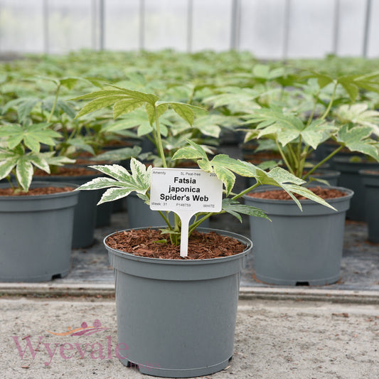 Fatsia japonica (Japanese Aralia) 'Spider's Web'